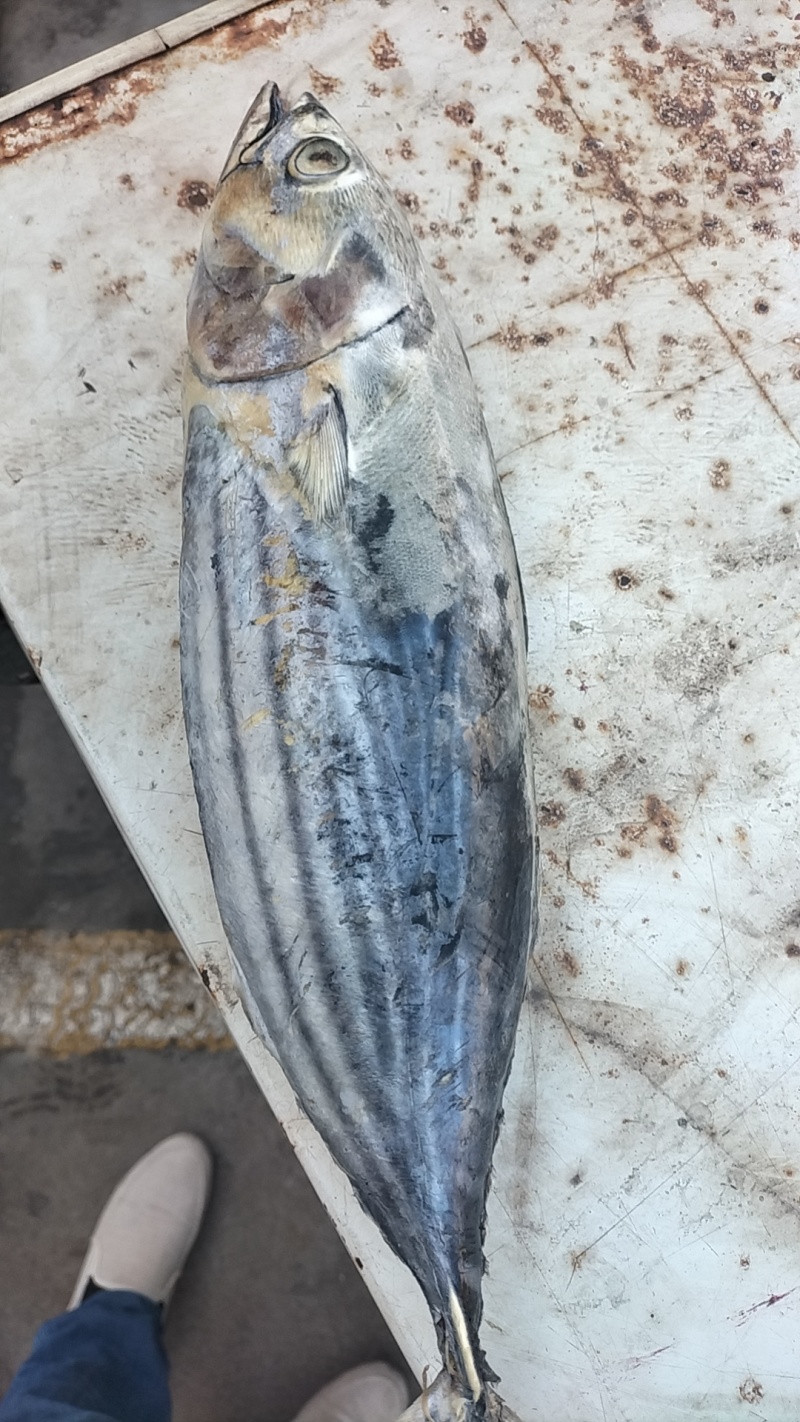 金枪鱼