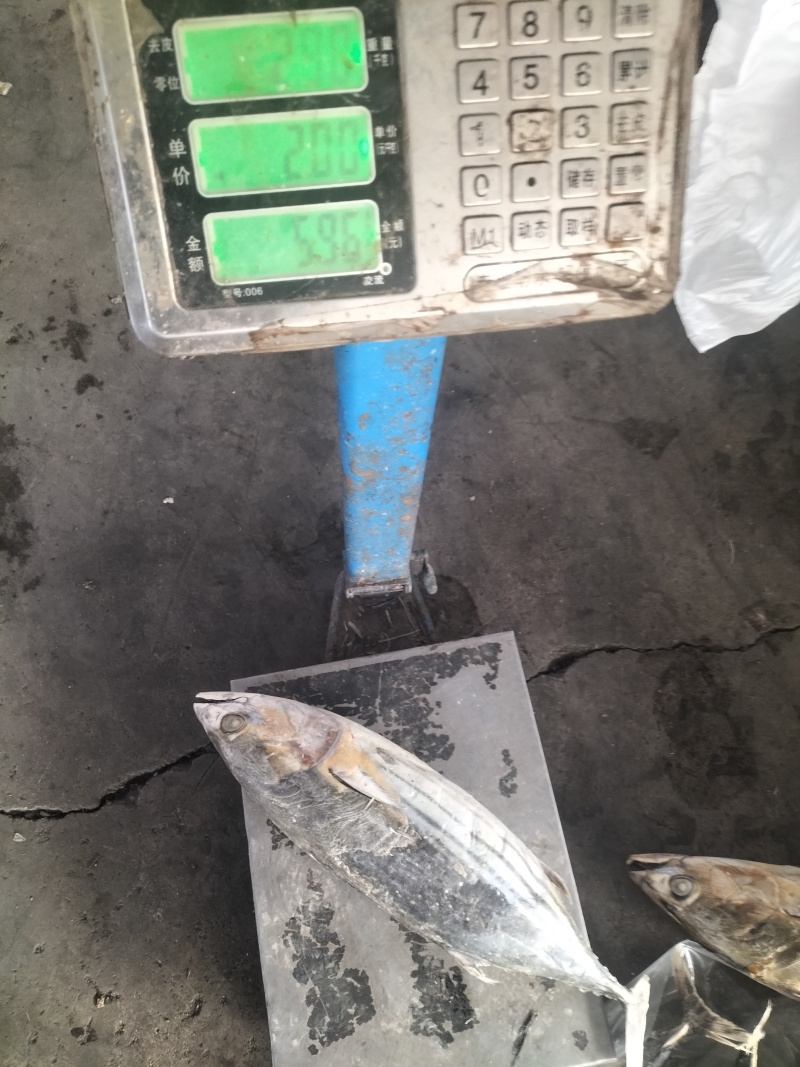 金枪鱼