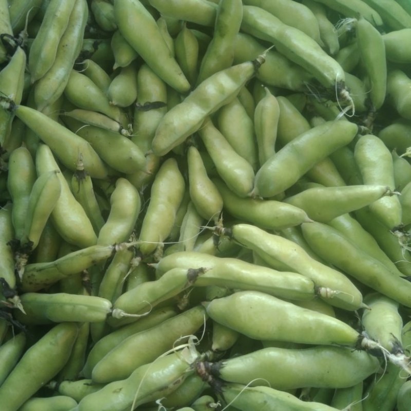 云南大理新鲜蚕豆无虫眼质量保证价格合理