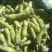 云南大理新鲜蚕豆无虫眼质量保证价格合理