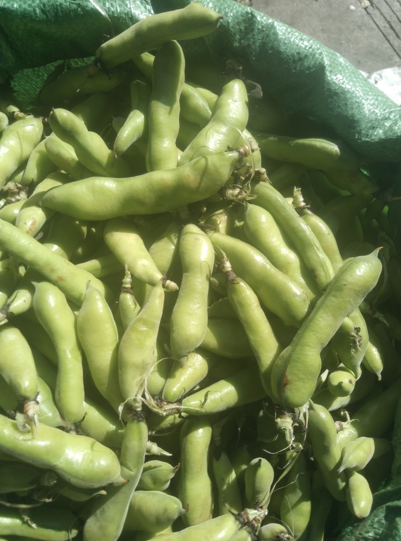 云南大理新鲜蚕豆无虫眼质量保证价格合理