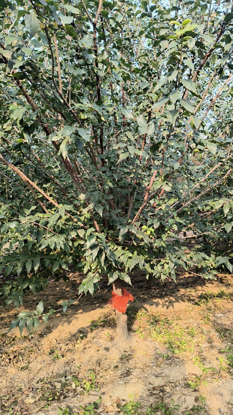 10的精品腊梅
