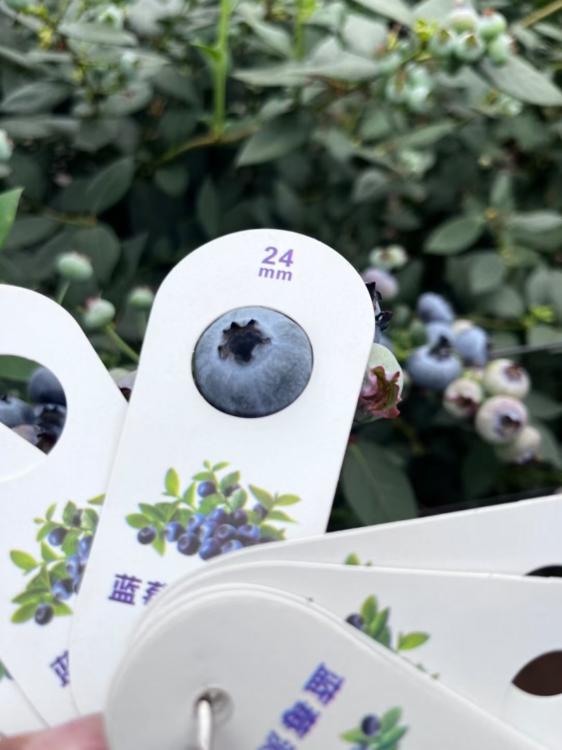 云南蓝莓一件代发，电商，团购，市场