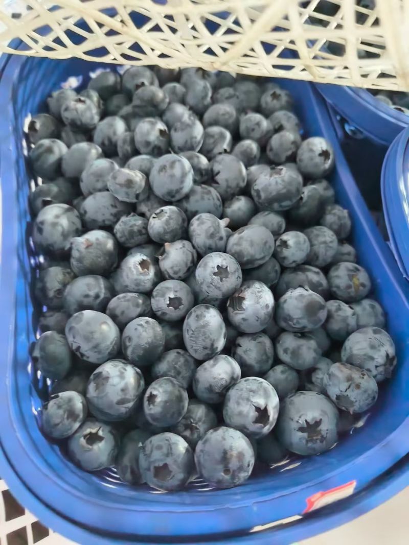 云南蓝莓一件代发，电商，团购，市场