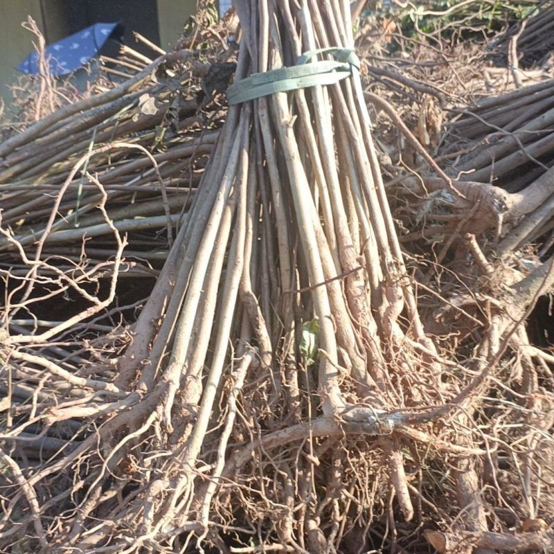 优选红香椿苗，基地直发，品质保证，价格可谈，诚信经营