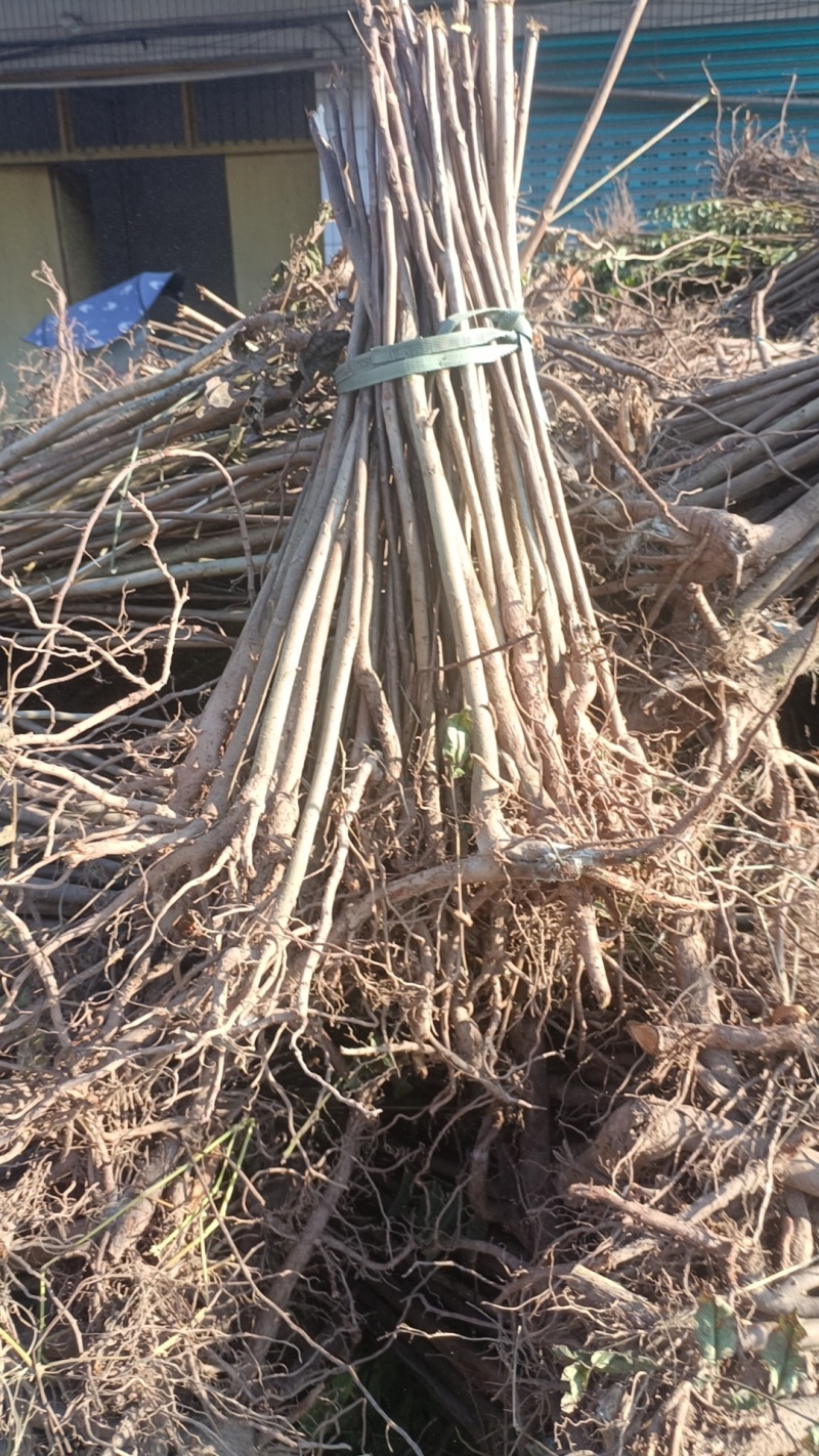 优选红香椿苗，基地直发，品质保证，价格可谈，诚信经营