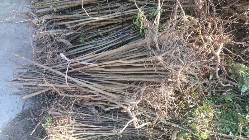 优选红香椿苗，基地直发，品质保证，价格可谈，诚信经营