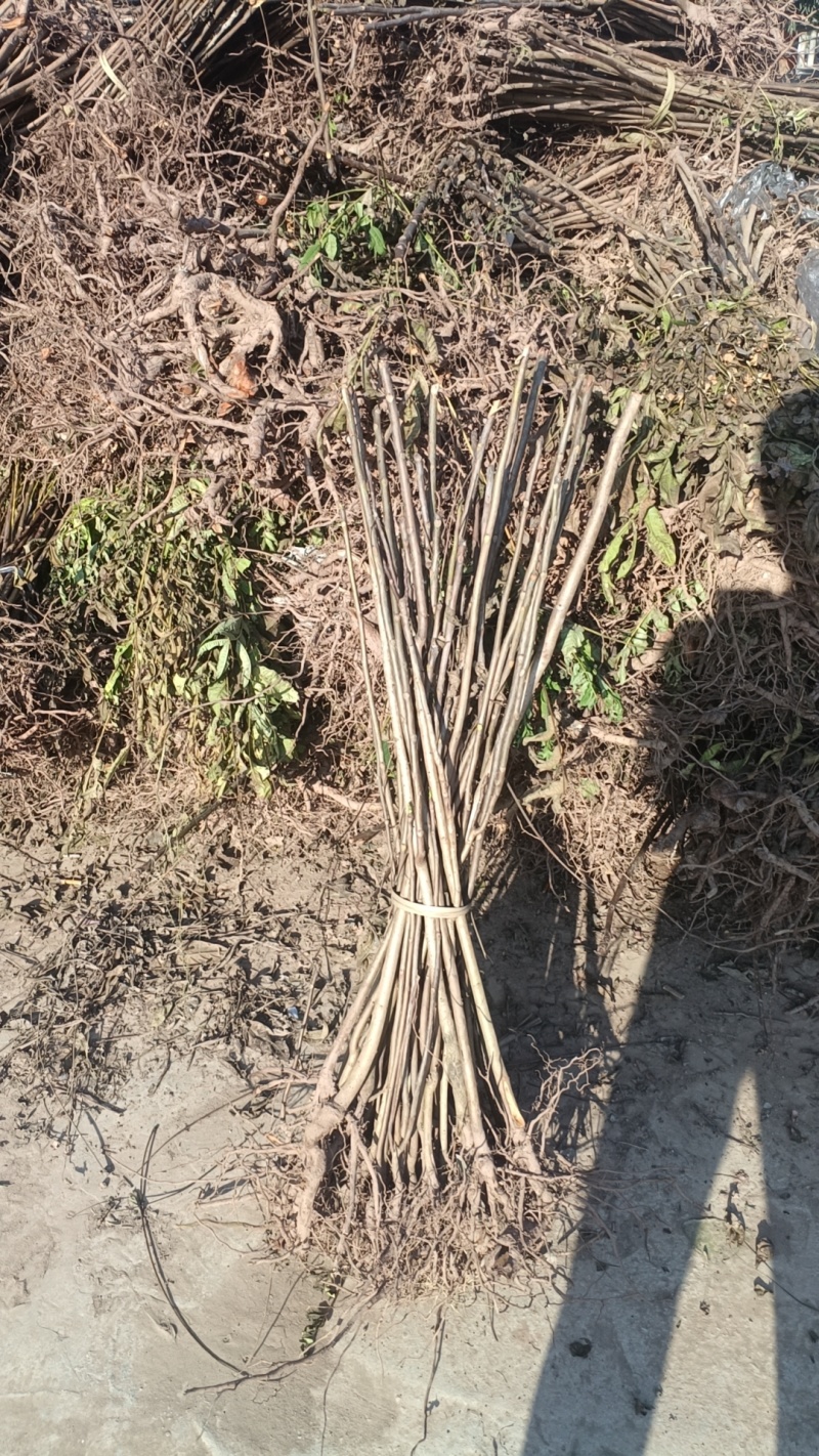 优选红香椿苗，基地直发，品质保证，价格可谈，诚信经营