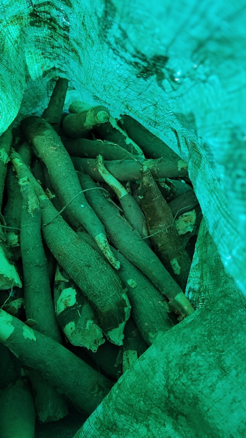 黄肉木薯，华南9号