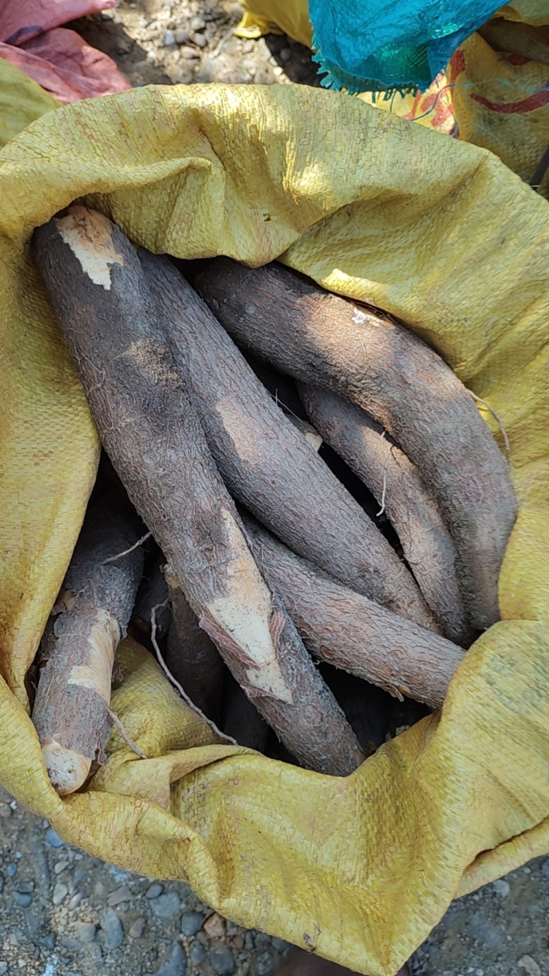 黄肉木薯，华南9号