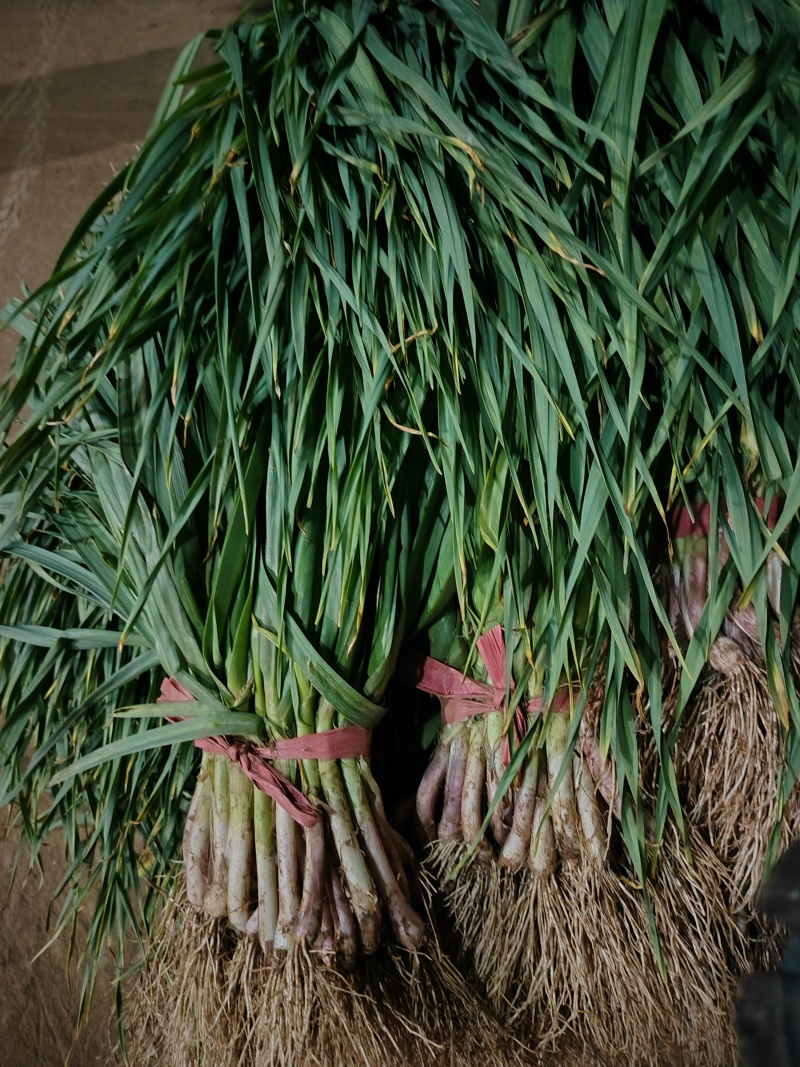 兴平精品红根蒜苗，不带泥，根红杆杆粗，无黄叶，质量杠杠