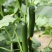 水果黄瓜小乳瓜小黄瓜可直接吃无农药的黄瓜陕西大荔乳瓜基地