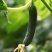 水果黄瓜小乳瓜小黄瓜可直接吃无农药的黄瓜陕西大荔乳瓜基地