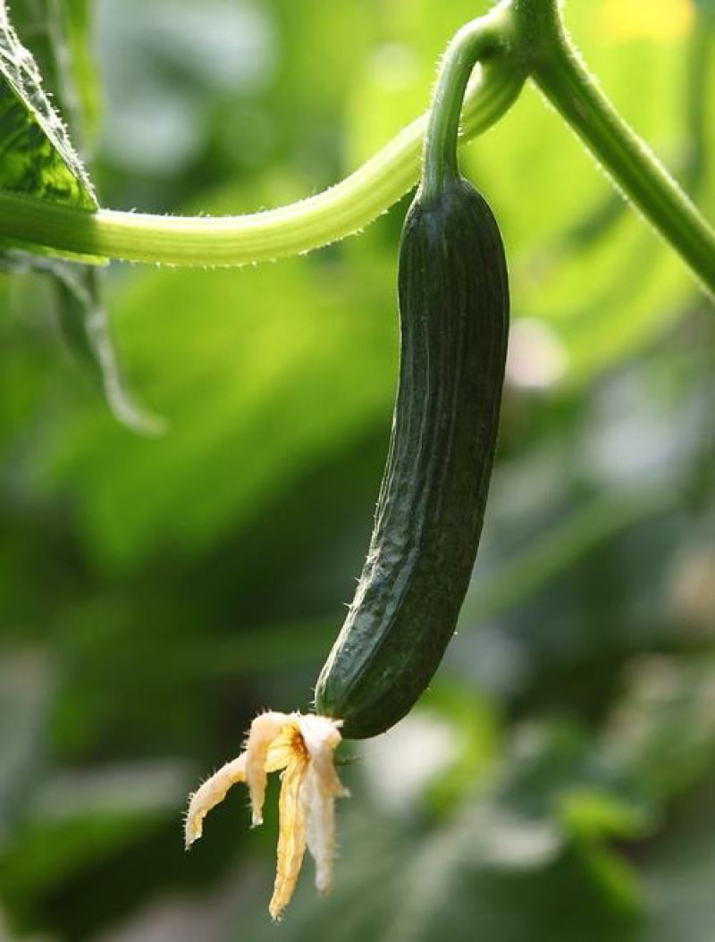 水果黄瓜小乳瓜小黄瓜可直接吃无农药的黄瓜陕西大荔乳瓜基地