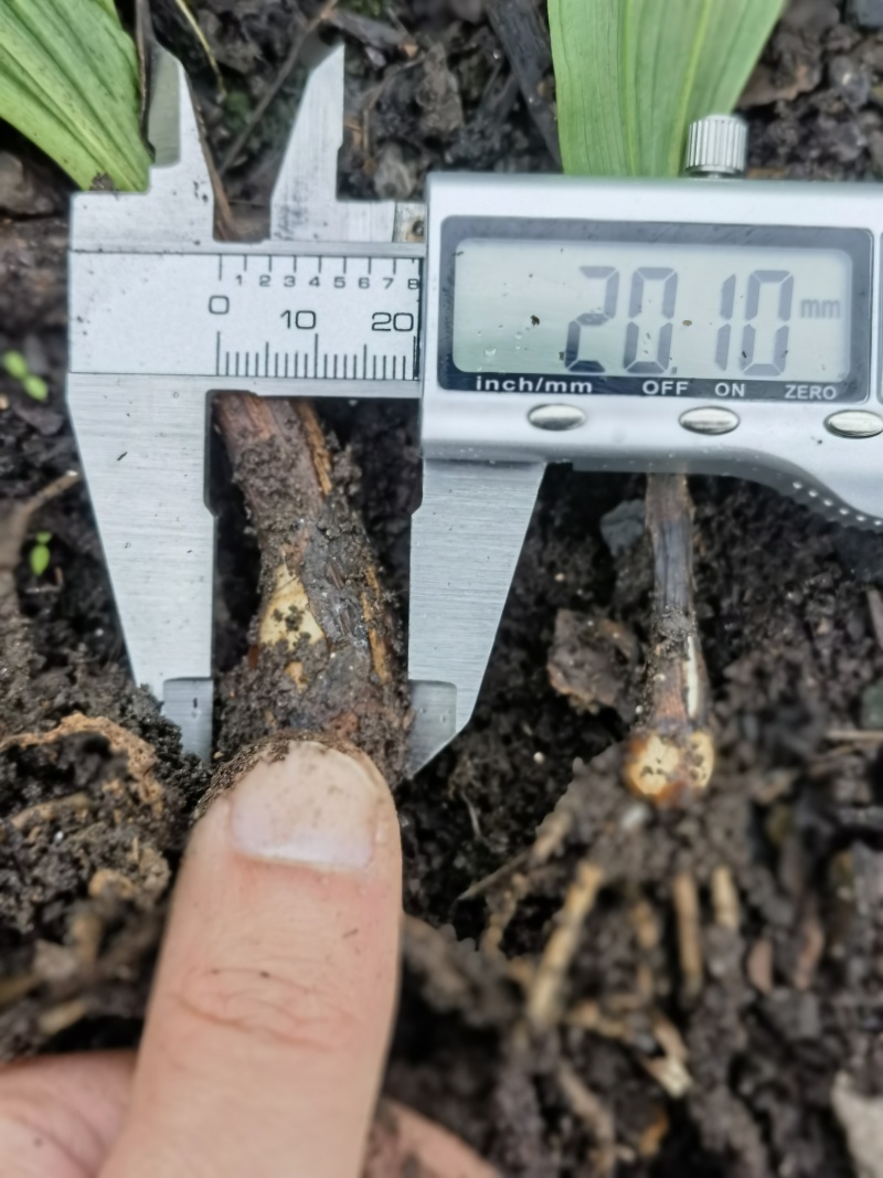 贵州紫花毛慈菇种苗，当年直播苗，品质杠杠滴