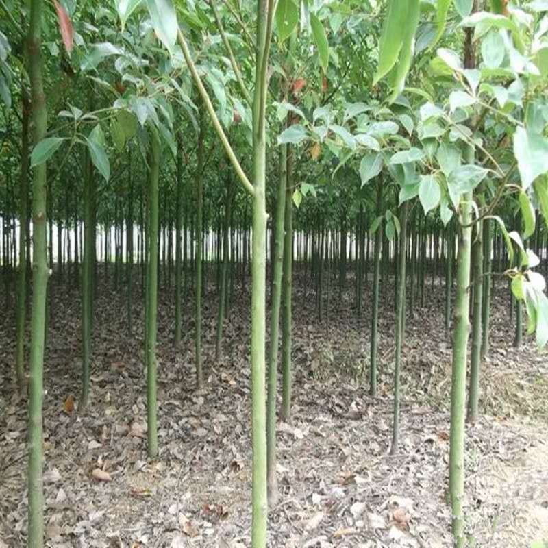【精选】精品香樟现挖现发品质保证价格面议视频看货