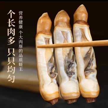 无沙大蛏王肉大量供应，新鲜发货，厂家直发，量大从优。