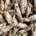 无沙大蛏王肉大量供应，新鲜发货，厂家直发，量大从优。