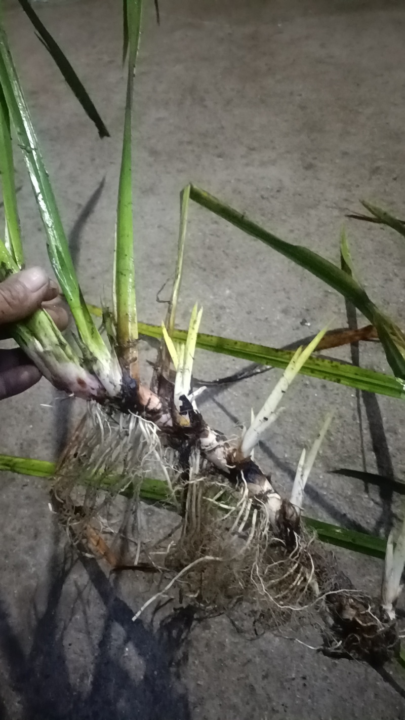 水菖蒲，臭蒲