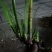 水菖蒲，臭蒲