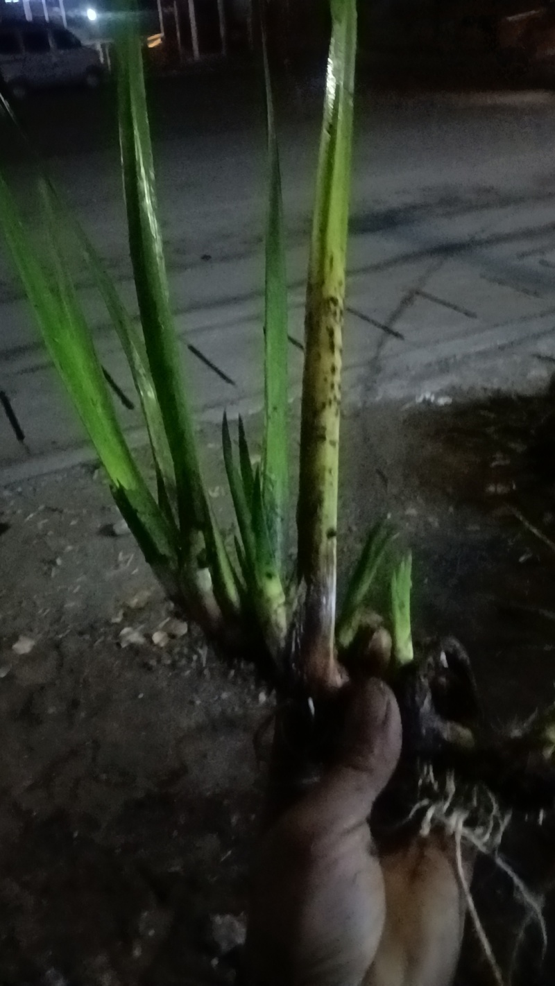 水菖蒲，臭蒲