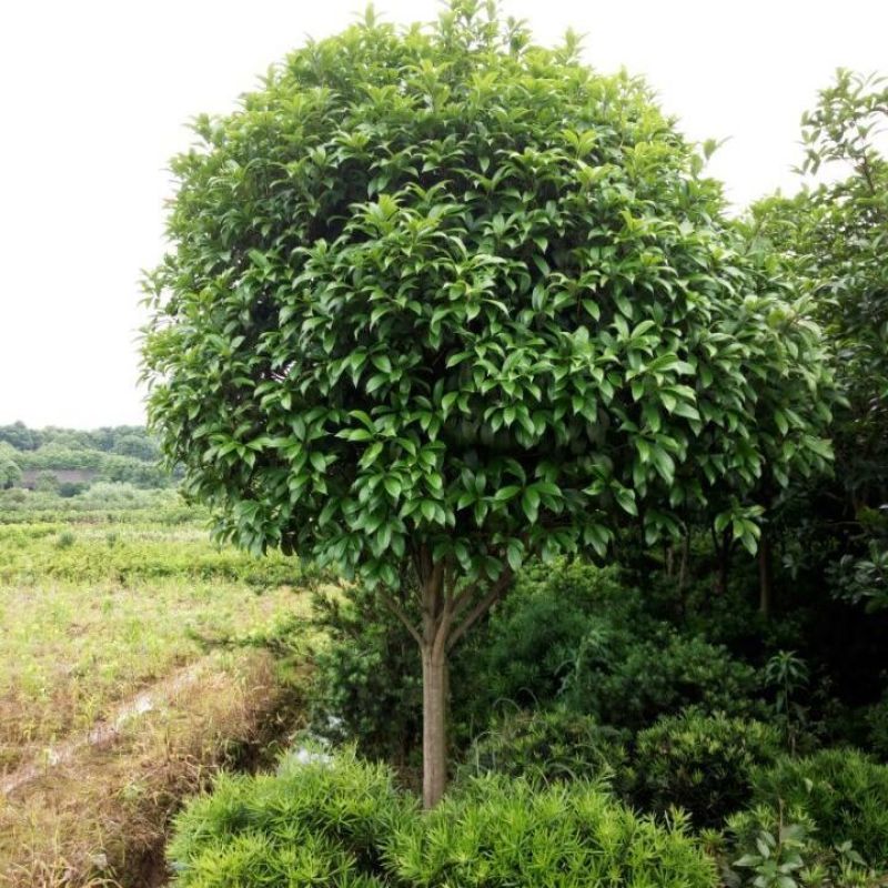 【品质保证】湖北襄阳精品桂花树自产自销成活率高