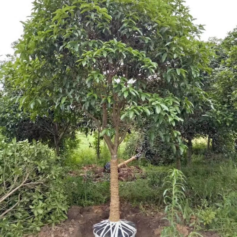 【品质保证】湖北襄阳精品桂花树自产自销成活率高