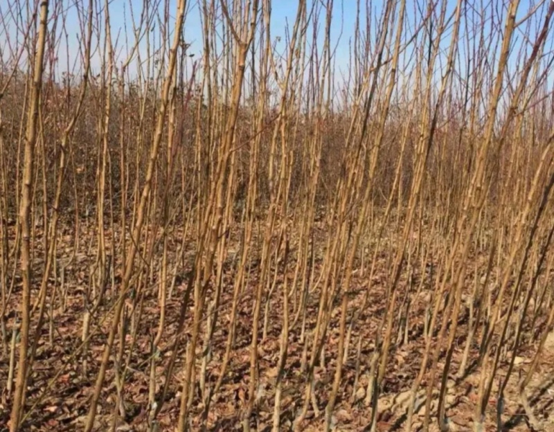 口感好晚熟品种恐龙蛋李子苗，味王李子苗。一年苗，二年苗。