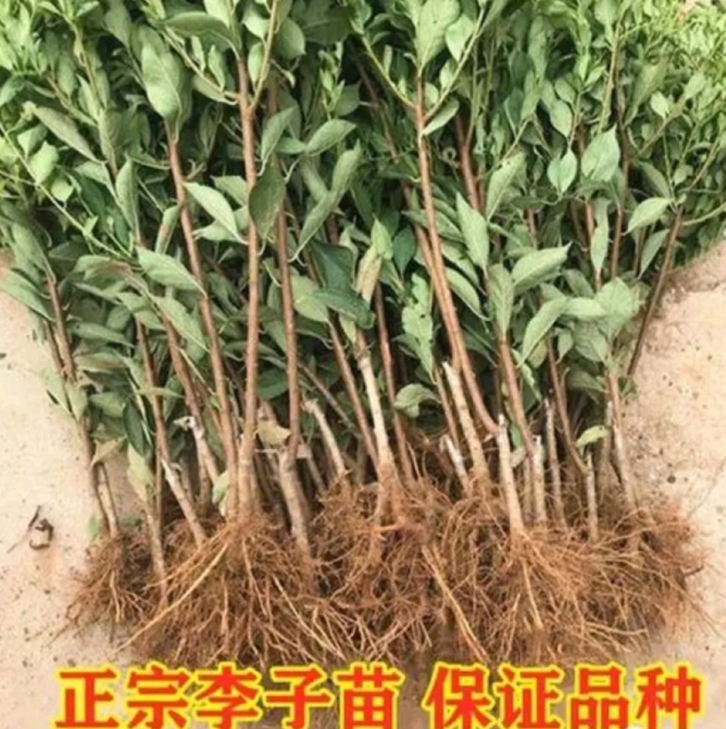 口感好晚熟品种恐龙蛋李子苗，味王李子苗。一年苗，二年苗。