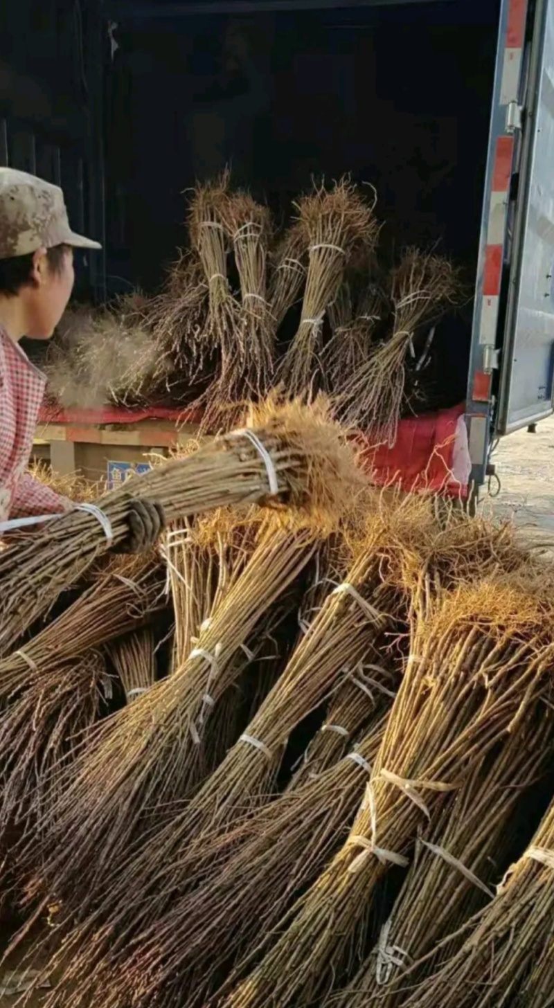 口感好晚熟品种恐龙蛋李子苗，味王李子苗。一年苗，二年苗。