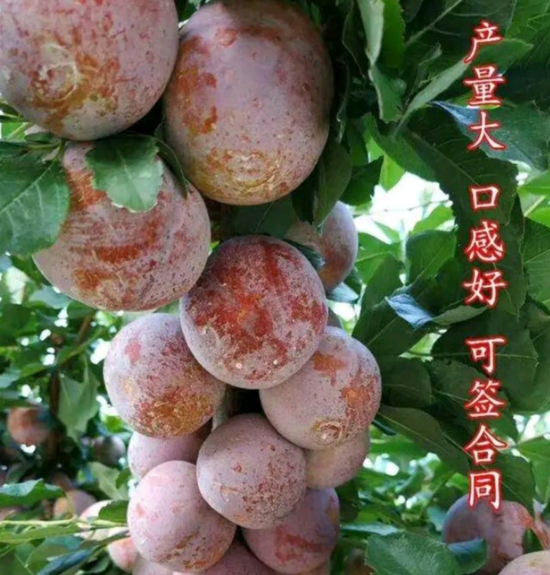 口感好晚熟品种恐龙蛋李子苗，味王李子苗。一年苗，二年苗。