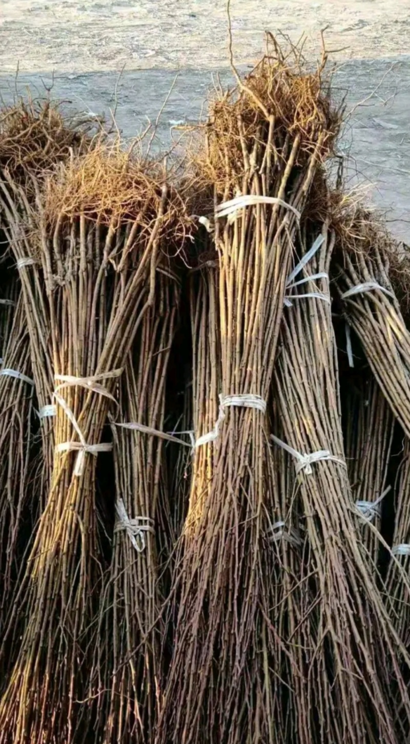 口感好晚熟品种恐龙蛋李子苗，味王李子苗。一年苗，二年苗。