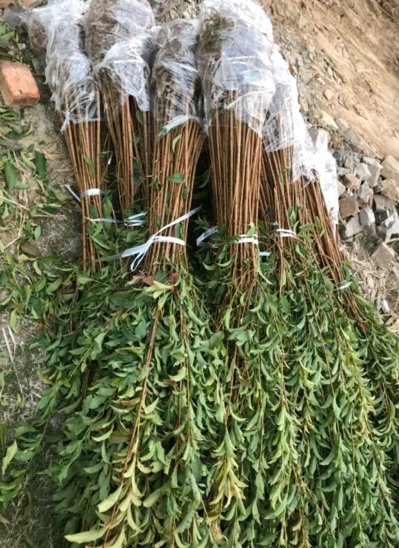 口感好晚熟品种恐龙蛋李子苗，味王李子苗。一年苗，二年苗。