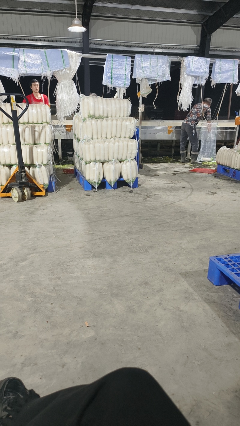 白萝卜实地看货论价品质保证欢迎订购支持打款发货