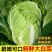 精品黄心大白菜，价格可谈，全国发货，对接各大市场等