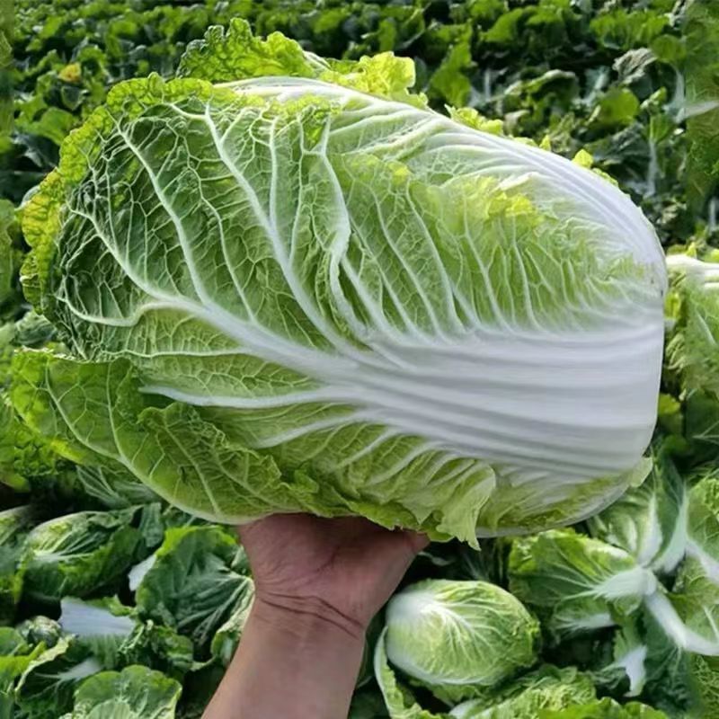 精品黄心大白菜，价格可谈，全国发货，对接各大市场等