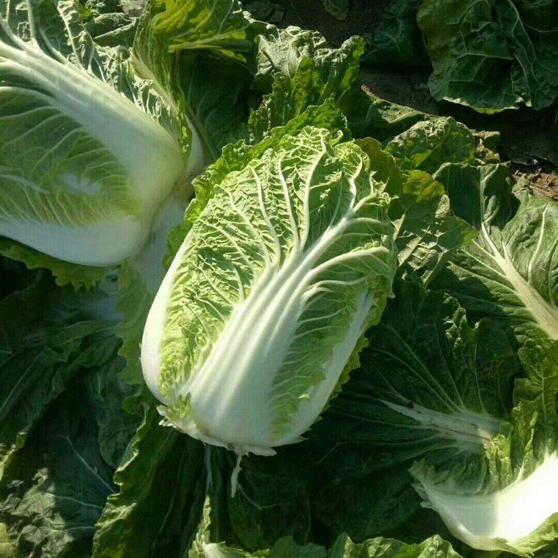 精品黄心大白菜，价格可谈，全国发货，对接各大市场等