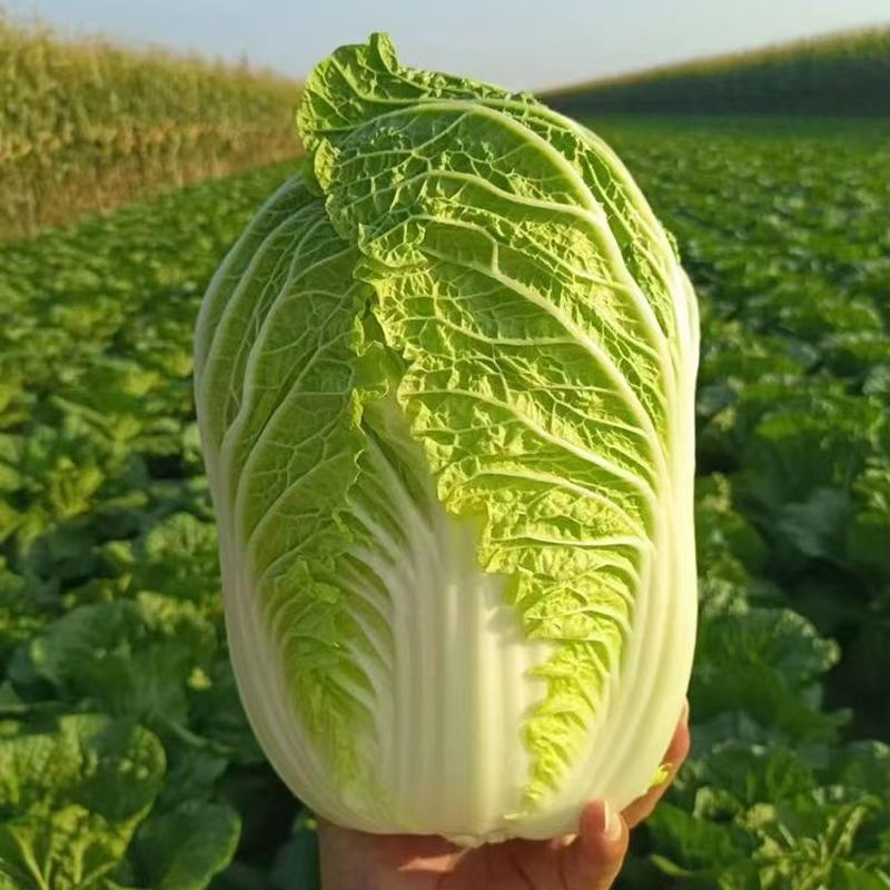 精品黄心大白菜，价格可谈，全国发货，对接各大市场等