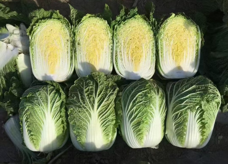 精品黄心大白菜，价格可谈，全国发货，对接各大市场等