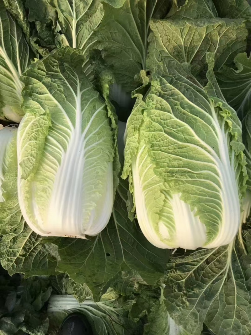 精品黄心大白菜，价格可谈，全国发货，对接各大市场等