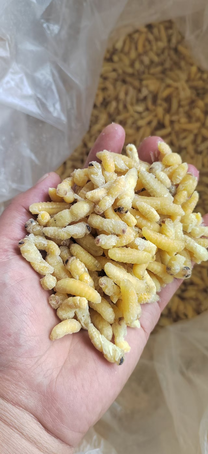 精品蜂蛹，土蜂蛹，树蜂蛹新鲜冷冻全年供应品质好价格低