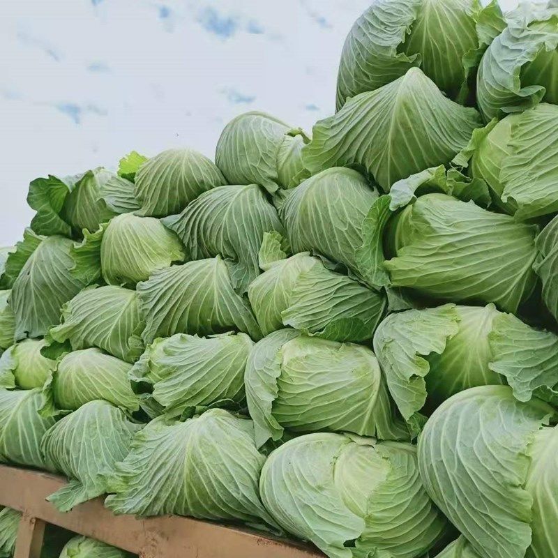 奥奇娜甘蓝扁包，品种齐全，对接各大电商批发市场等