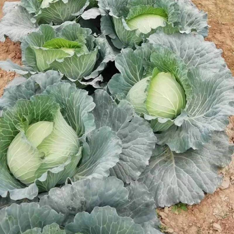 精品扁包菜，价格可谈，品质保证，诚信经营，全国供货