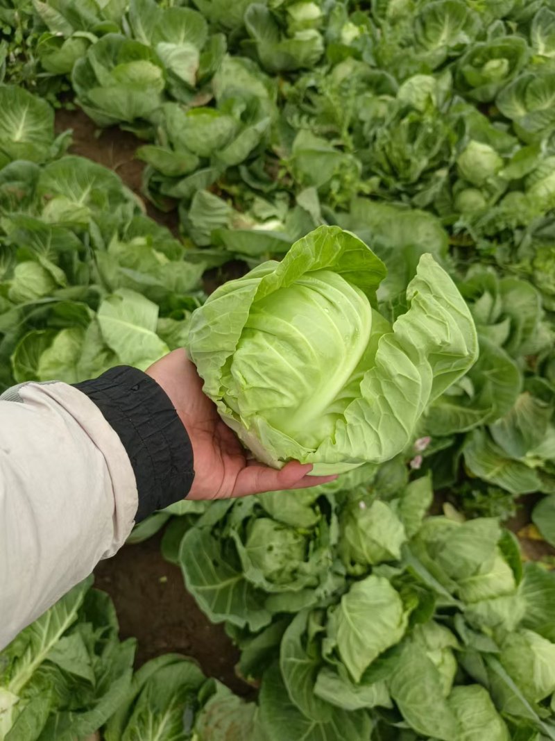 精品扁包菜，价格可谈，品质保证，诚信经营，全国供货