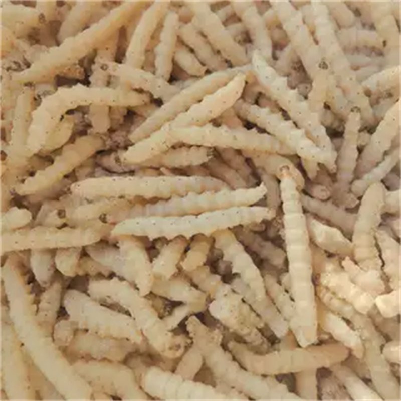 竹虫深山美味全年供应冷冻冷链运输可对接酒店餐饮