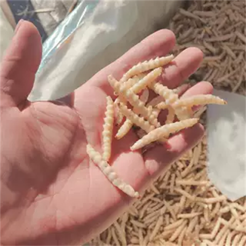 竹虫深山美味全年供应冷冻冷链运输可对接酒店餐饮