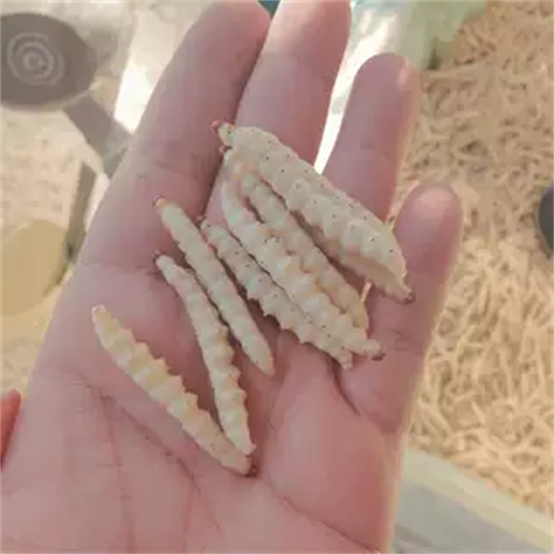 竹虫深山美味全年供应冷冻冷链运输可对接酒店餐饮