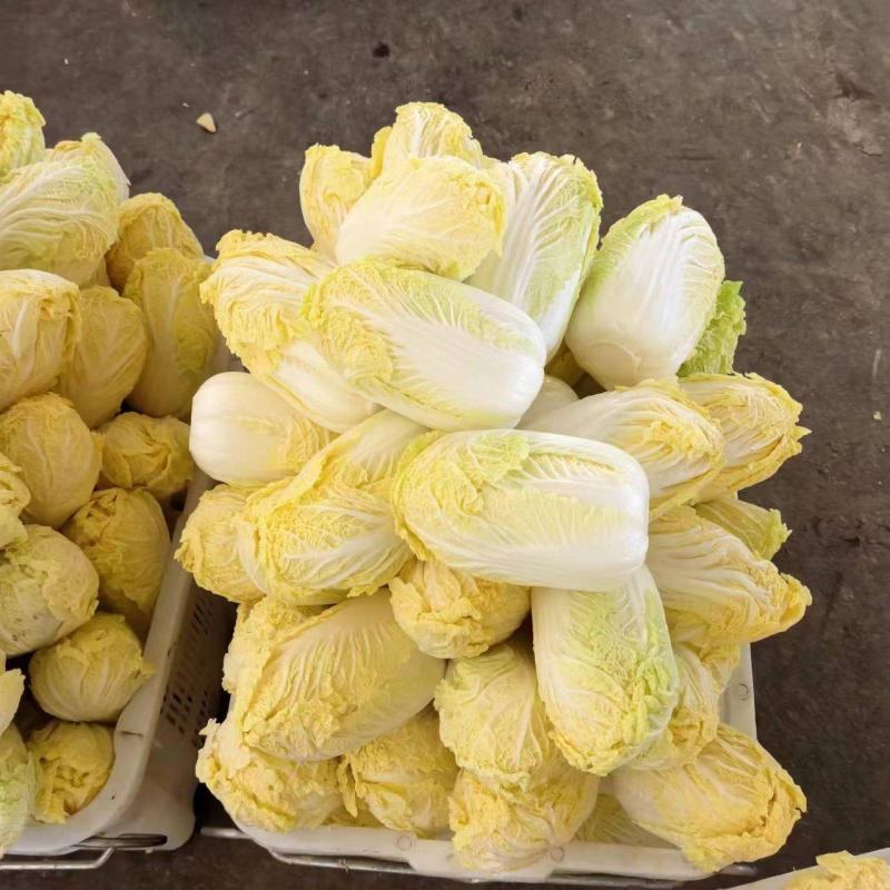 【精品大娃娃菜】大娃娃菜精品包装，大量供应欢迎咨询