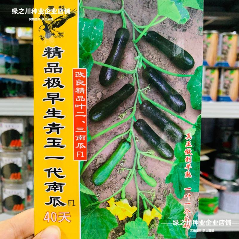 纯黑七叶南瓜种子极早熟青玉一代南瓜种籽老瓜面甜嫩南瓜种子