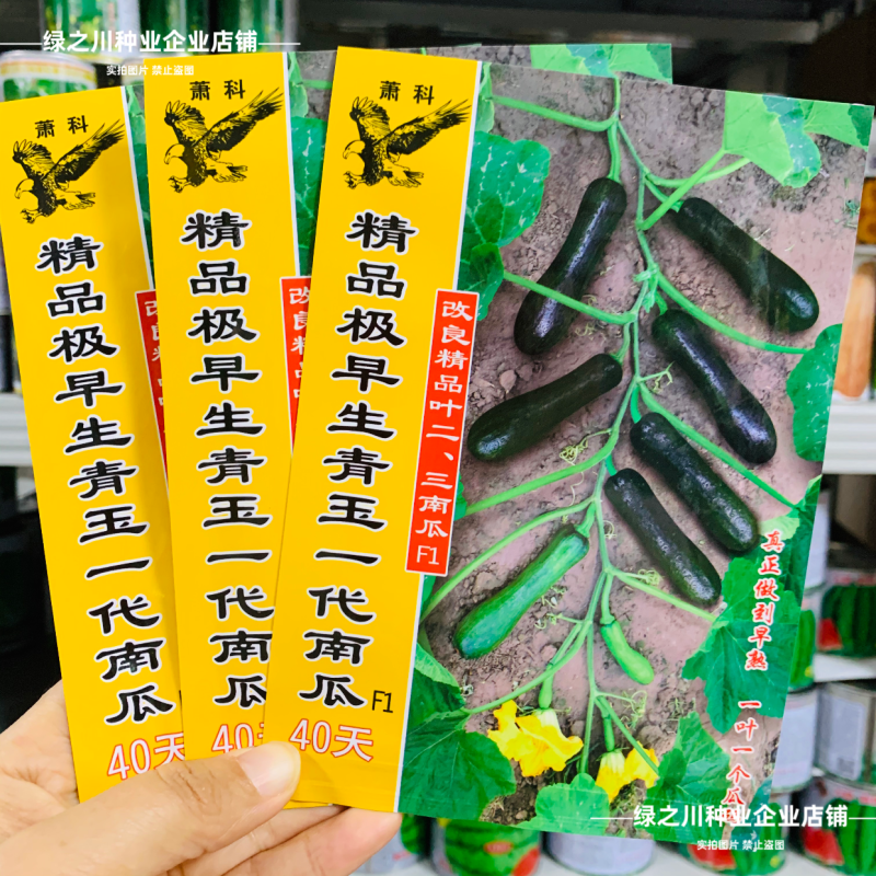纯黑七叶南瓜种子极早熟青玉一代南瓜种籽老瓜面甜嫩南瓜种子